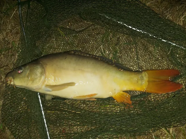 Karpfen
