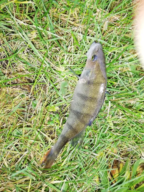 Flussbarsch