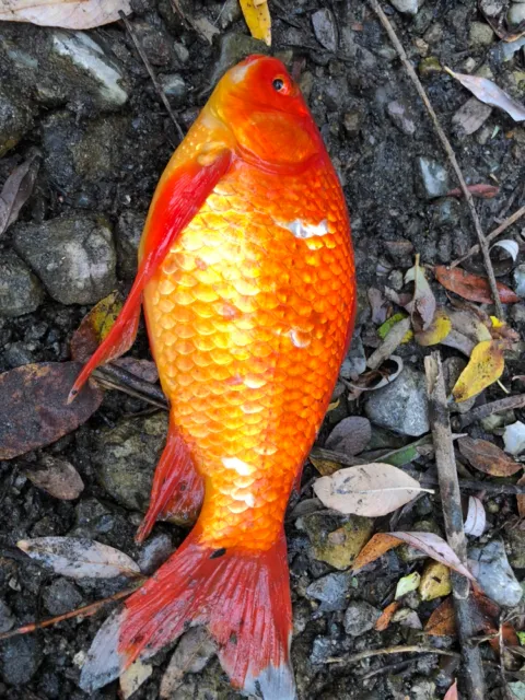 Goldfisch