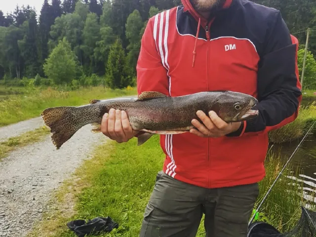 Regenbogenforelle