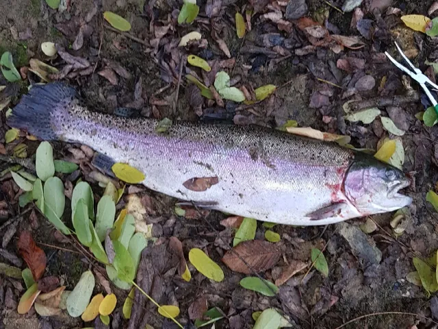 Regenbogenforelle