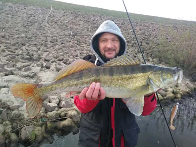 Zander