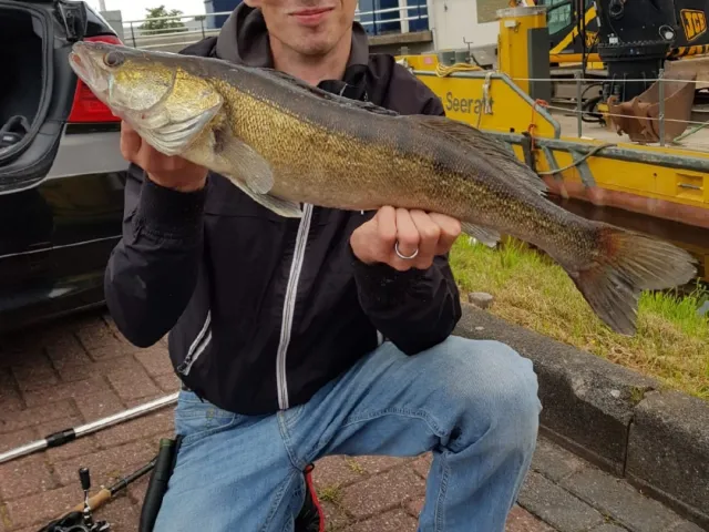 Zander
