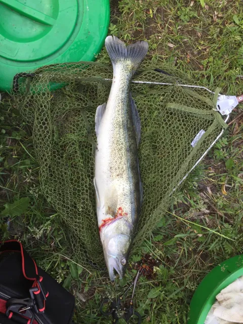Zander