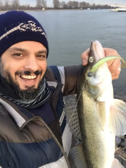 Zander