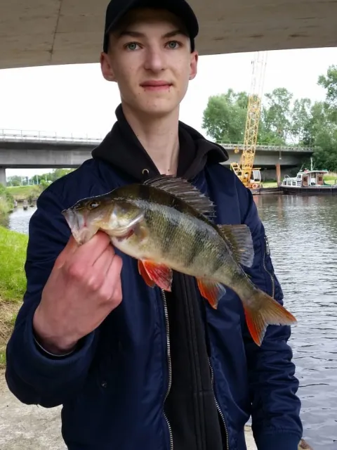 Flussbarsch