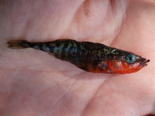 Dreistachliger Stichling