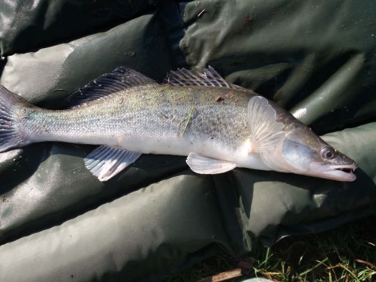 Zander