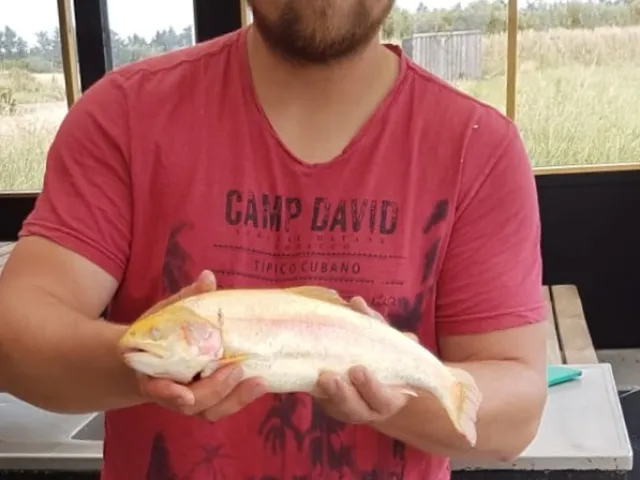 Goldforelle