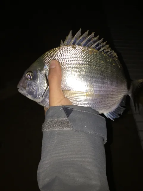 Dorade