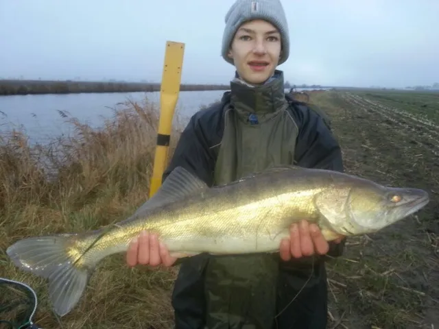Zander