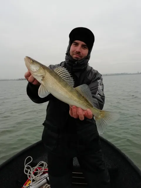 Zander