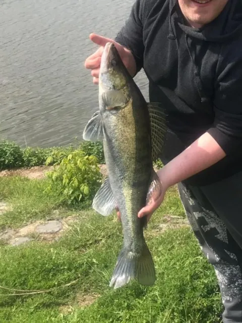 Zander
