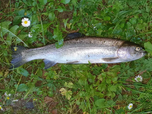 Regenbogenforelle