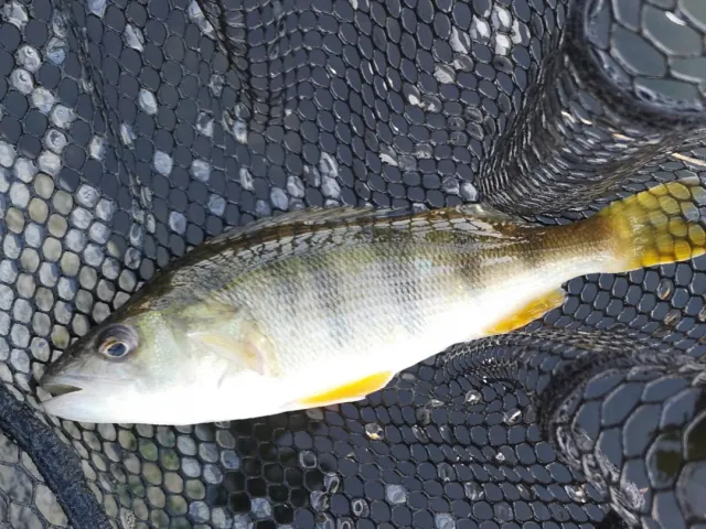 Flussbarsch