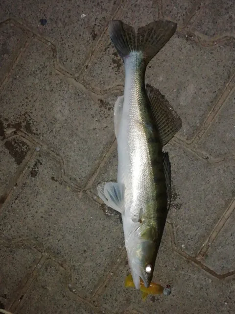 Zander