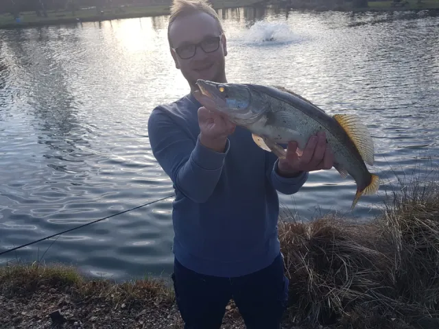 Zander