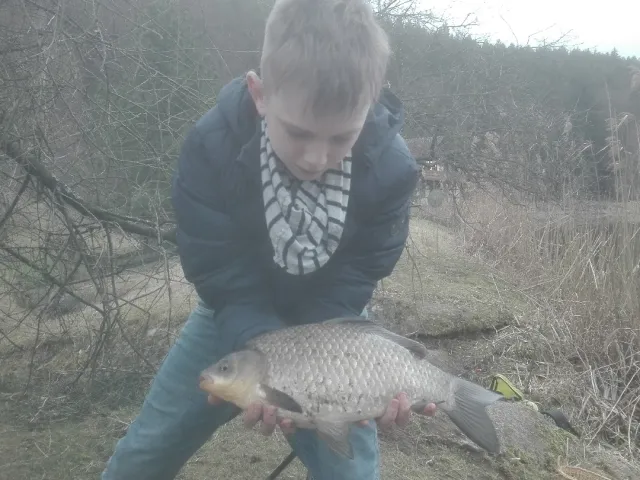 Karausche