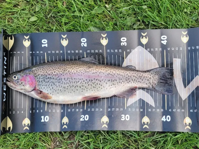 Regenbogenforelle
