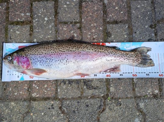 Regenbogenforelle