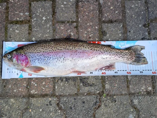 Regenbogenforelle