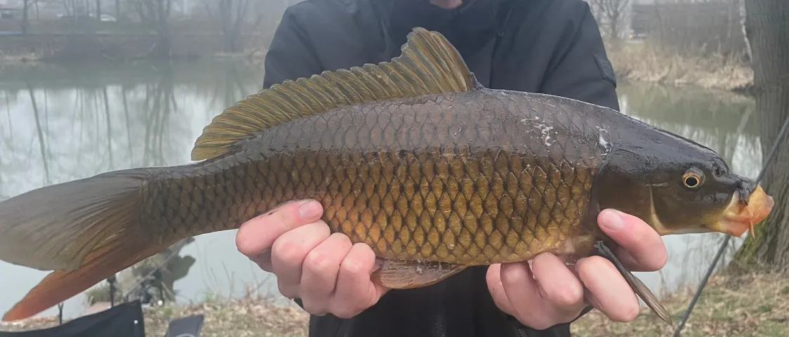 Karpfen