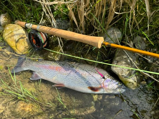Regenbogenforelle