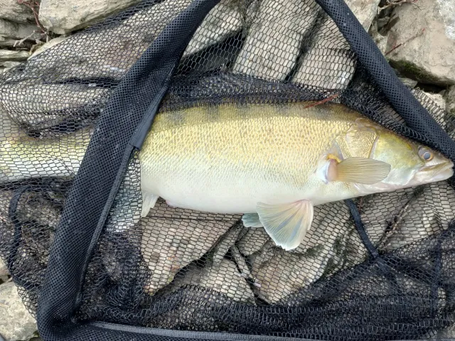 Zander