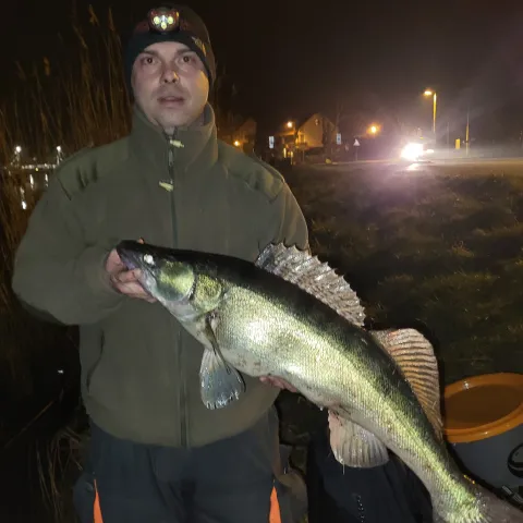 Zander