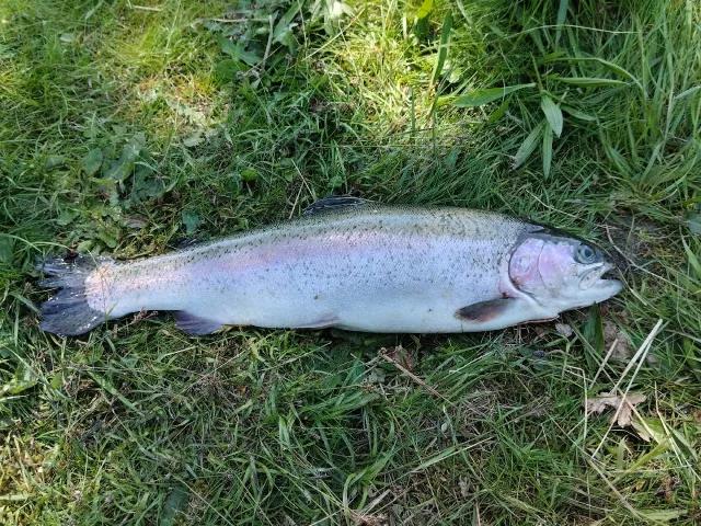 Regenbogenforelle