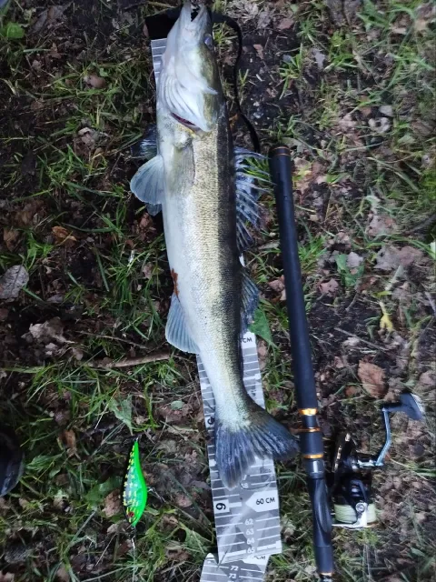 Zander