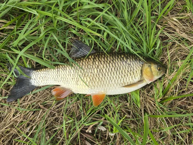 Döbel