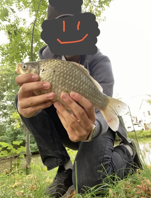Karausche