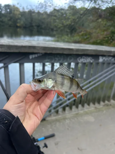 Flussbarsch