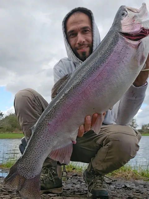 Regenbogenforelle