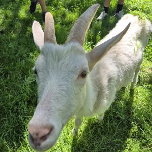 Profilbild