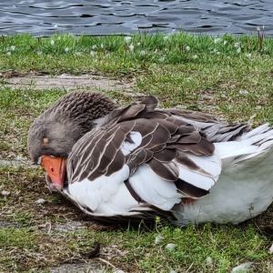 Profilbild