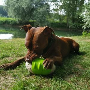 Profilbild