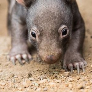 Der-mit-dem-Fisch-tanzt