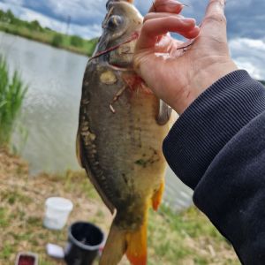 Profilbild
