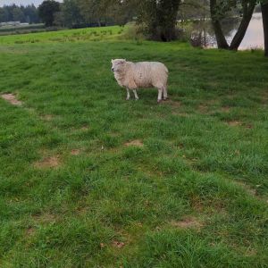 Profilbild