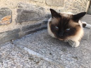 Profilbild