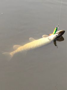 Angelfisch