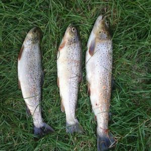 Fishingmasters