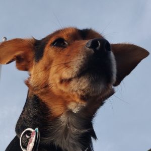 Profilbild