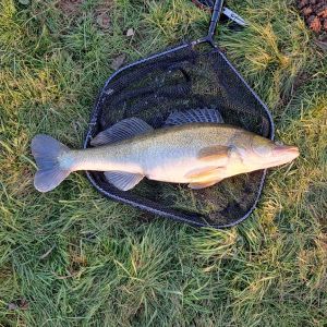 Troutindanger0815