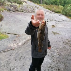 Linnemannkn