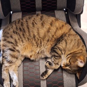 Profilbild