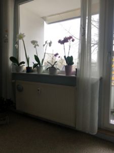 Janos laszlo Mosneag