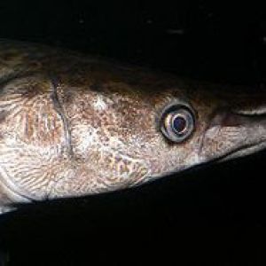 Atractosteus Spatula